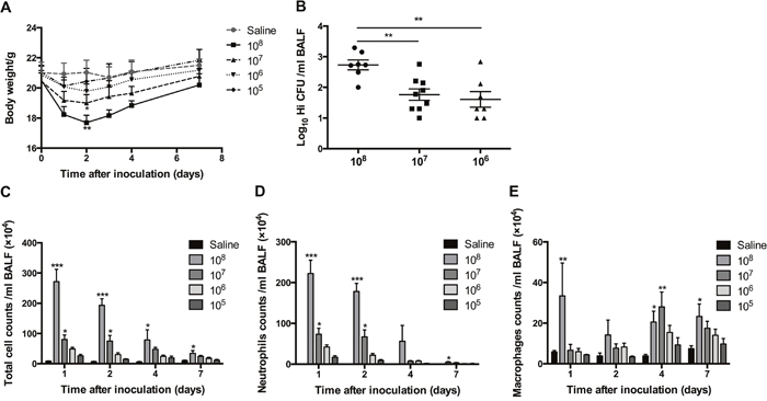 The effects of transient exposure to different doses of H. influenzae.