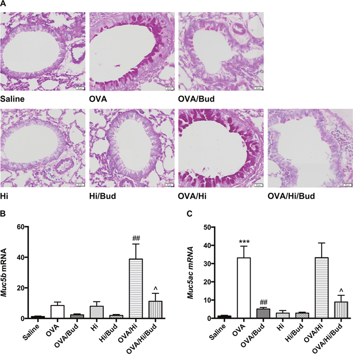 Long-term exposure to low-dose H. influenzae during allergic airway disease promotes mucin production.