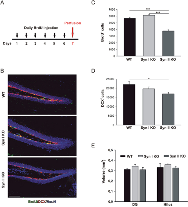 Neuronal progenitor proliferation in the DG of juvenile Syn I KO and Syn II KO mice.
