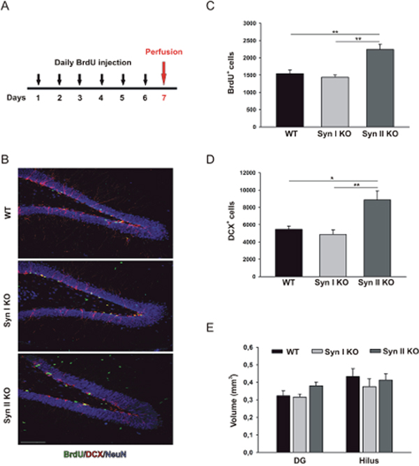 Neuronal progenitor proliferation in the DG of symptomatic Syn I KO and Syn II KO mice.