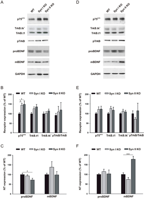 BDNF signaling in the DG of juvenile and symptomatic Syn I KO and Syn II KO mice.