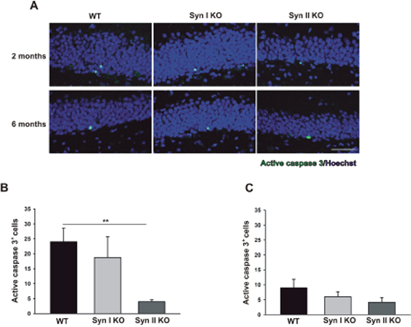 Apoptotic cell death rates in the DG of Syn I KO and Syn II KO mice.
