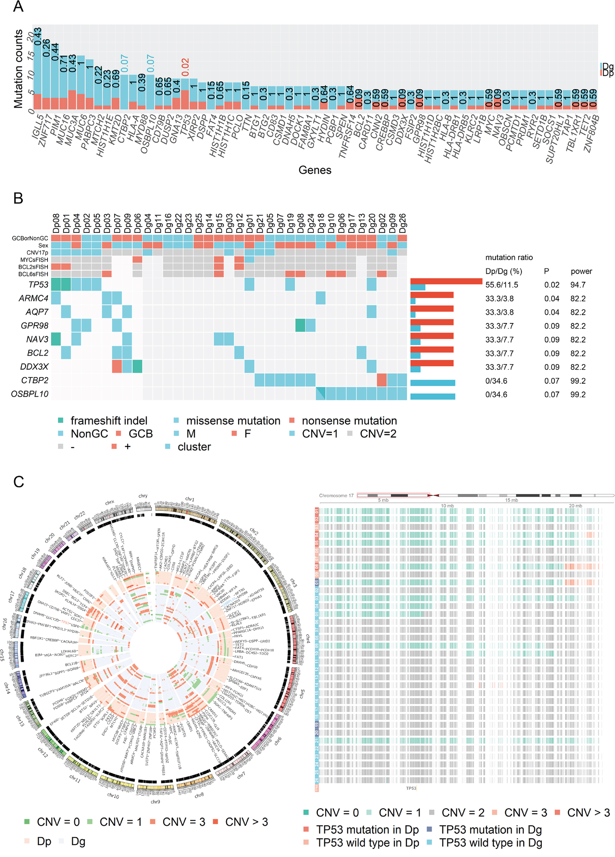 Mutational landscape and copy number variation in the discovery cohort.