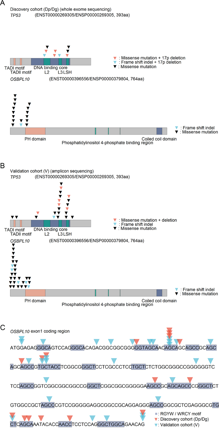 TP53 and OSBPL10 mutations in DLBCL.