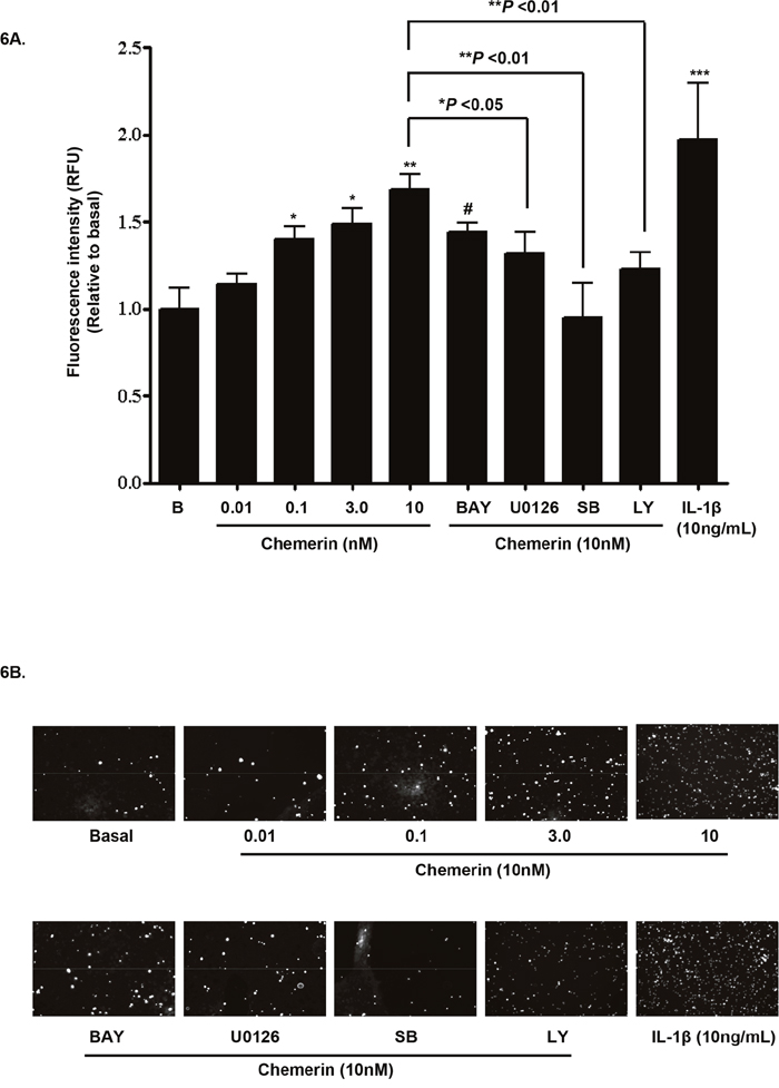 Chemerin stimulates monocyte-endothelial cell adhesion via NF-ĸB, MAPK and PI3K/Akt pathways.