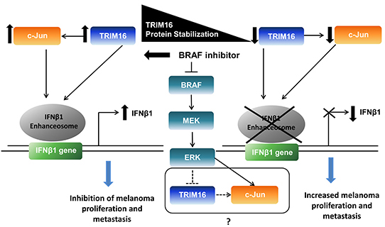 A proposed model for the role of TRIM16 in melanoma.