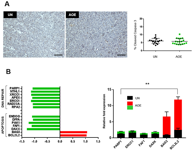 Quantification of apoptosis and DNA repair pathways.