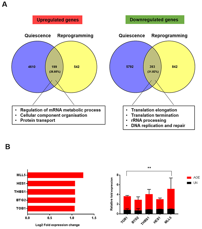 Gene expression signature of quiescence in AOE-reprogrammed tumour xenografts.