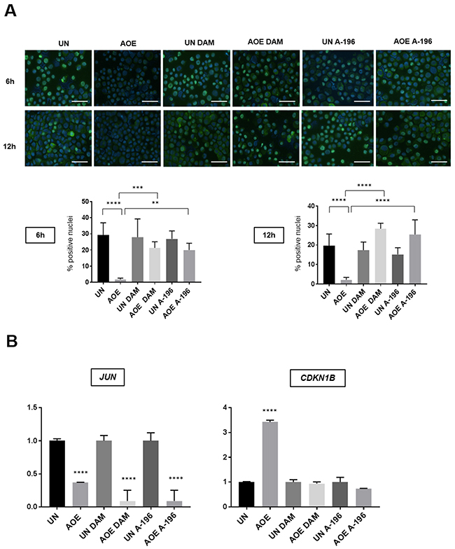 RB (Ser780) phosphorylation and expression of JUN and CDKN1B (P27) of untreated and AOE-treated cells in the presence of inhibitors of SUV420H1/H2 and PHF8.
