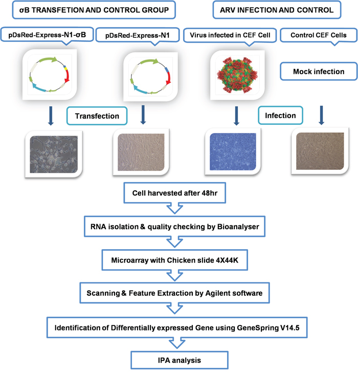 Schematic representation of workflow of microarray experiments for delineating osteoarthritic pathways in ARV and &#x03C3;B treated CEF cells.