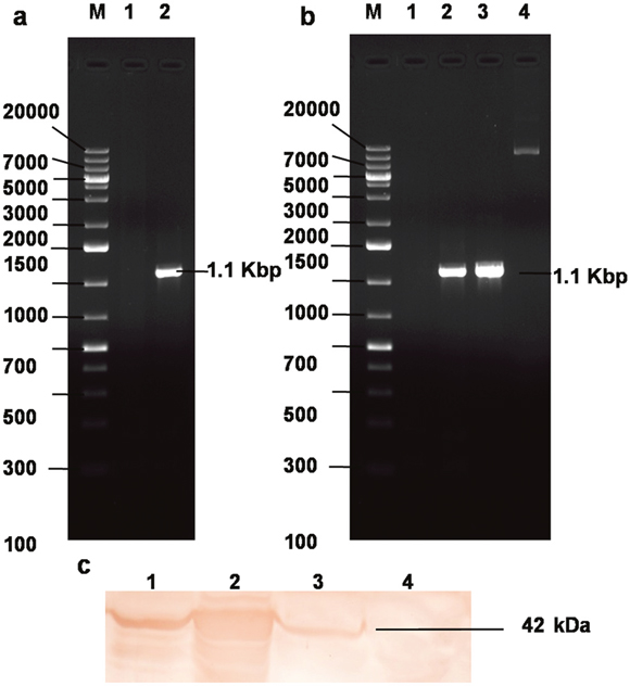 Cloning and expression of recombinant &#x03C3;B protein.