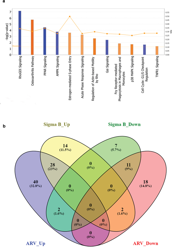 Activated canonical pathways in ARV infected and pDsRed-Express-N1-&#x03C3;B transfected groups.