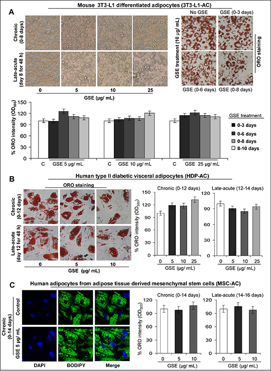 Effect of GSE on adipocyte differentiation and lipid accumulation in mature mouse and human adipocytes.