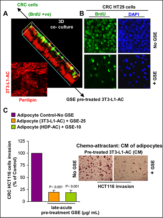 Effect of GSE on the growth promoting potential and chemotactic properties of adipocytes towards CRC cells.