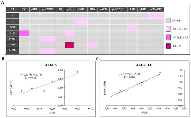 Determination of predictive markers of the response to new selumetinib-based combinations.