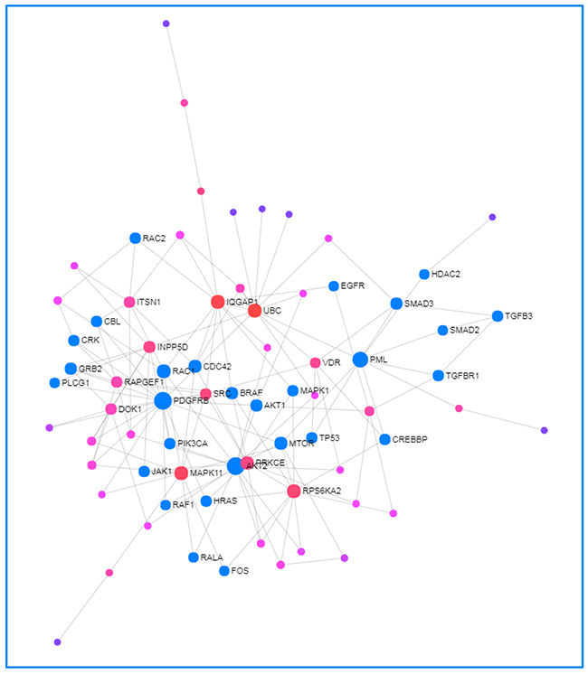 Network Analyst-derived protein&#x2013;protein interactions network results.