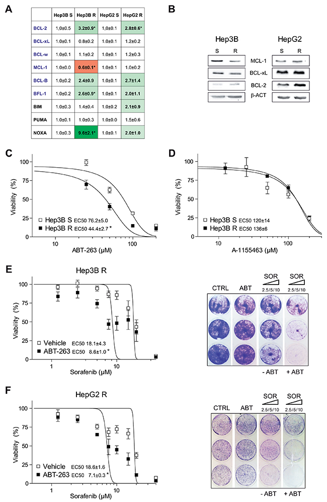 Sorafenib-resistant hepatoma cells exhibit mRNA changes in BCL-2 proteins and are re-sensitized to sorafenib by ABT-263 exposure.
