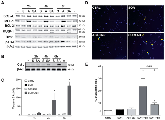 Sorafenib/ABT-263 combination induced apoptotic cell death via a mitochondrial caspase-dependent mechanism.
