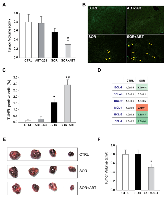 Sorafenib altered the mRNA BCL-2 pattern in vivo and ABT-263 increases sorafenib efficacy in murine subcutaneous HepG2 models.