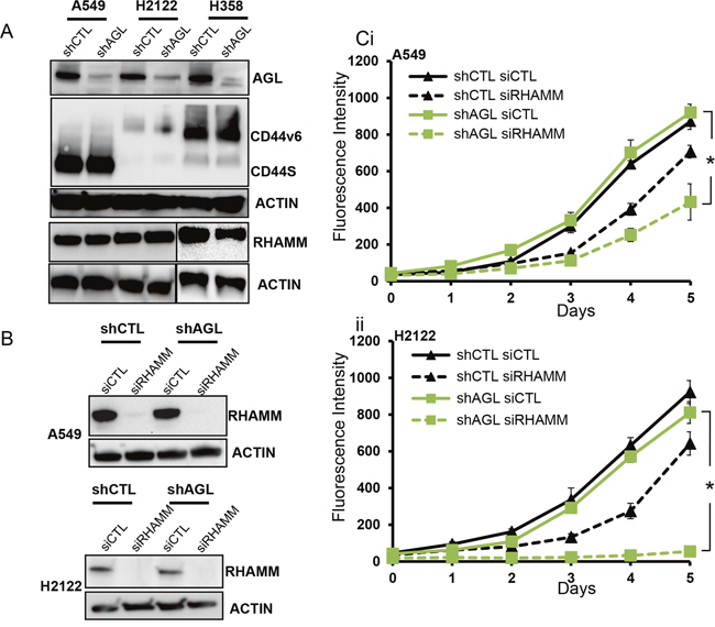 HA receptors and AGL loss in NSCLC.