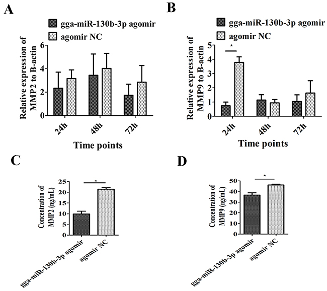 Effect of gga-miR-130b-3p on cell invasion.