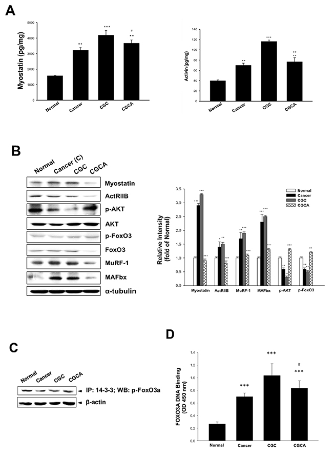 Effects of AC on muscle atrophy-related mediator formation and gene expression.