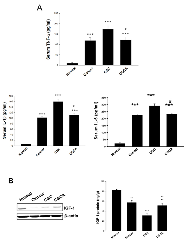 Effects of AC on serum pro-inflammatory cytokine levels and IGF-1 expression.