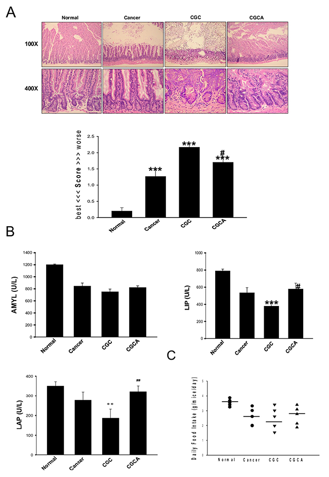 Treatment with AC ameliorates intestinal damage and digestive enzyme dysfunction.