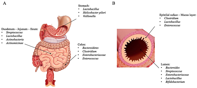 Microbiota composition.