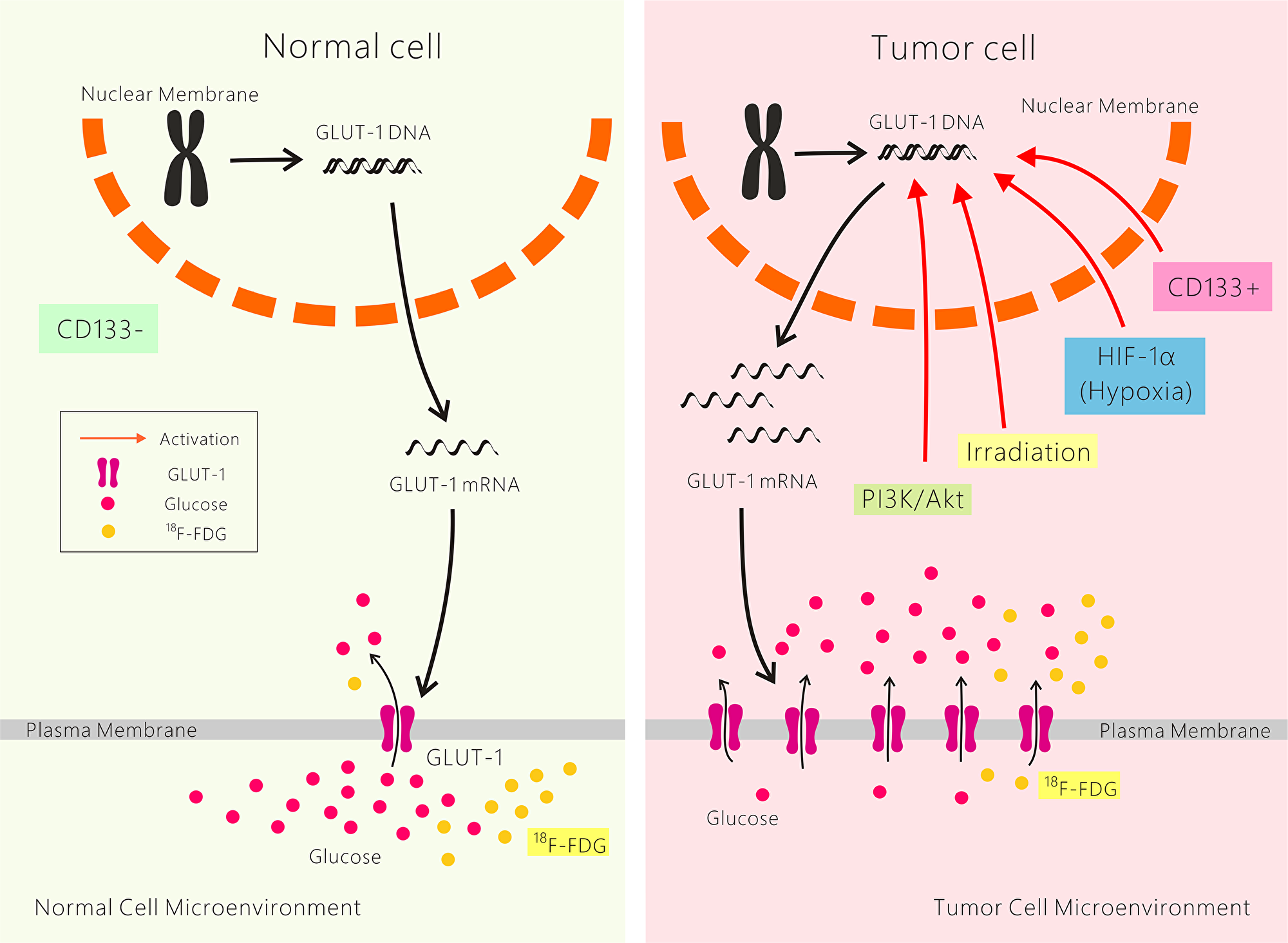 Possible mechanisms of resistance to cancer radiotherapy and chemotherapy mediated by GLUT-1.