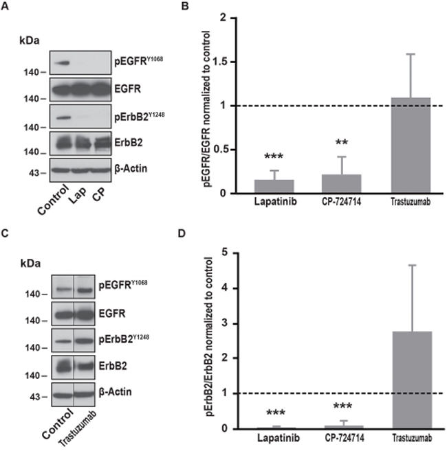 Effects of ErbB2 specific inhibitors on EGFR and ErbB2 phosphorylation.