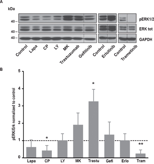 Effects of various inhibitors on ERK1/2 phosphorylation.