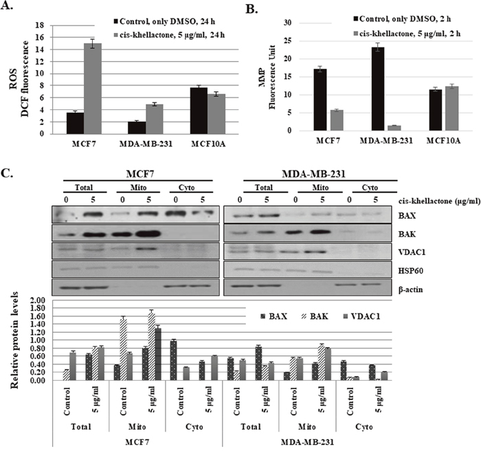 Effect of cis-khellactone on cellular levels of reactive oxygen species (ROS) and mitochondrial membrane potential (MMP).