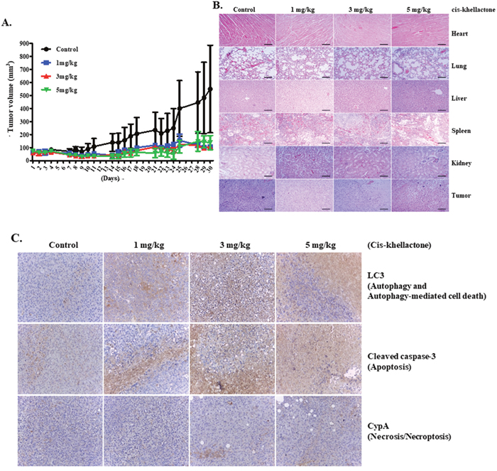 In vivo assessment of cis-khellactone anti-tumor activity in a murine model.