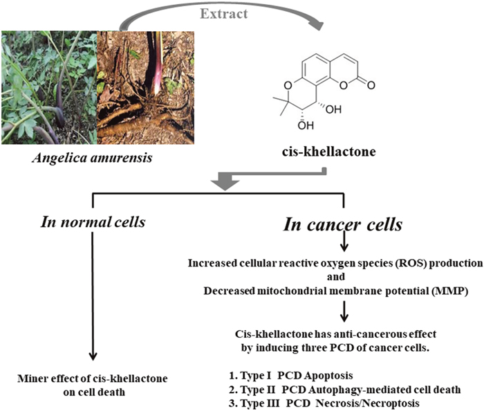 Schematic diagram showing how cis-khellactone from Angelica amurensis can induce three types of PCD (apoptosis, autophagy-mediated cell death, and necrosis/necroptosis).