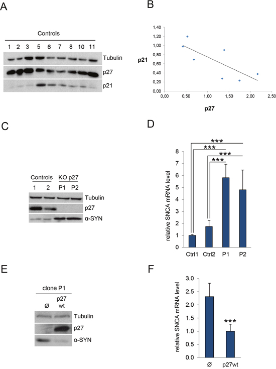 p27 regulates &#x03B1;-SYN expression.