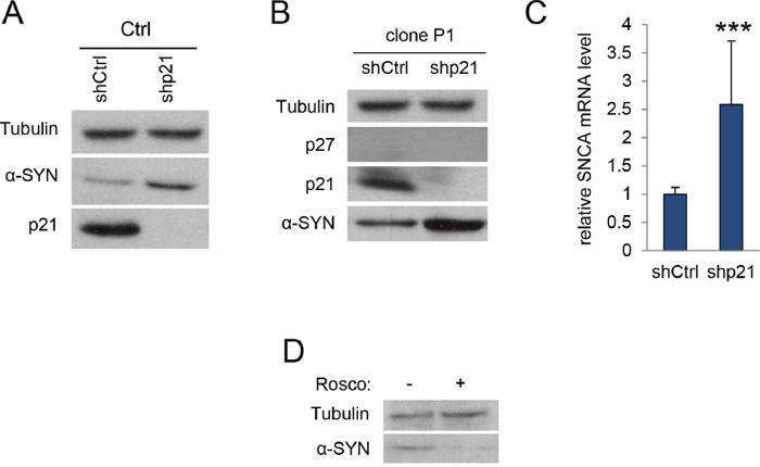 p21 regulates &#x03B1;-SYN expression.