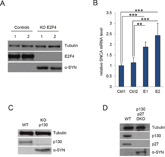 E2F4 and p130 regulate &#x03B1;-SYN expression.
