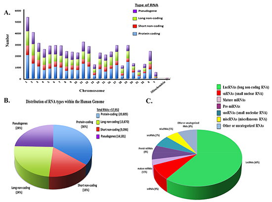 Distribution of Coding and Non-coding RNAs in the Human Genome.