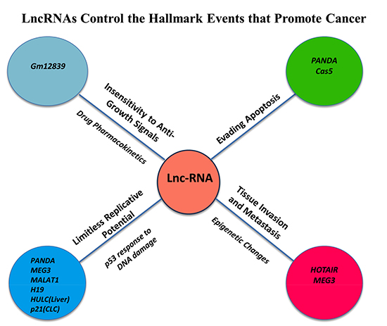 LncRNAs Control the Hallmark Events that Promote Cancer Initiation and Progression.