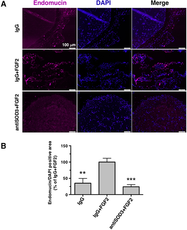 Blocking of SOD3 with antiSOD3 inhibits in vivo angiogenesis in the mouse Matrigel plug assay.