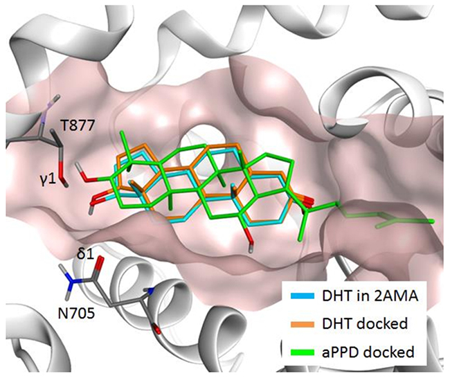 Predicted docking poses of dihydrotestosterone (DHT) (orange) and aPPD (green) in AR ABS, along with the DHT (light blue) in the 2AMA X-ray structure.