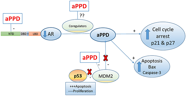 Proposed aPPD anti-prostate cancer mechanism in C4-2 model of castration-resistant prostate cancer.