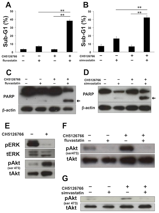 The combined treatment of MEK inhibitor with statins induces apoptosis with the suppression of Akt activation in MDA-MB-231 cells.