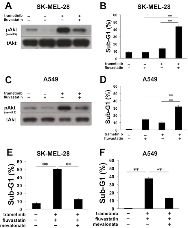Fluvastatin overcomes apoptotic resistance to MEK inhibitors in a mevalonate pathway-dependent manner in SK-MEL-28 and A549 cells.