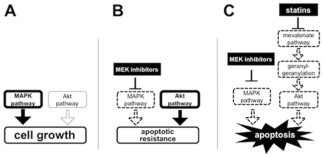 Schematic representation of the mechanisms of which statins overcome the apoptotic resistance to MEK inhibitors through the blockage of the mevalonate pathway.