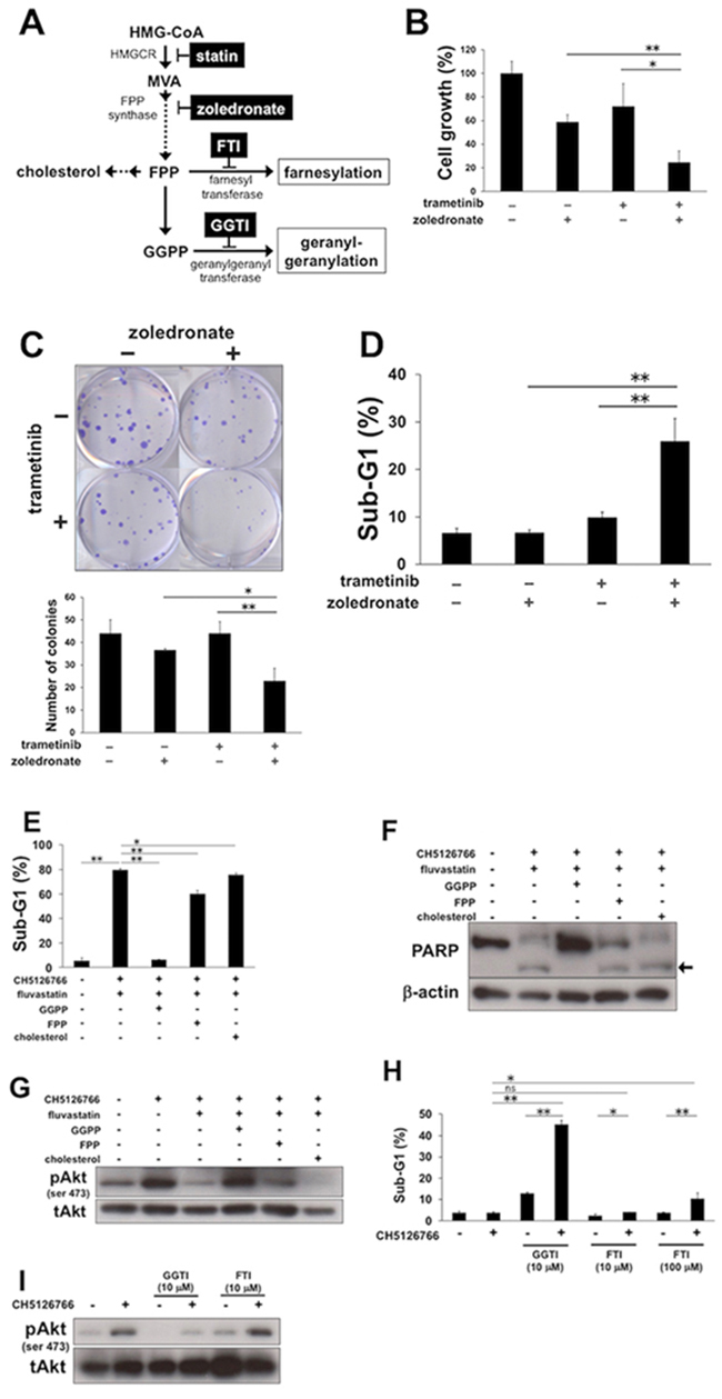 The inhibition of geranylgeranylation is required for statins-mediated suppression of Akt activation and the combined apoptosis.