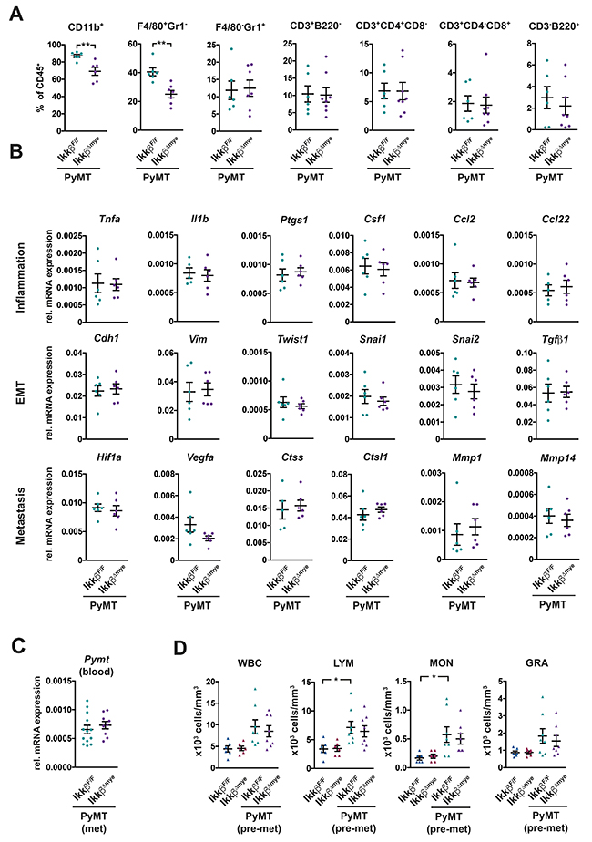 Deletion of Ikk&#x03B2; in myeloid cells has only minor effects on the primary tumor microenvironment and does not affect dissemination.