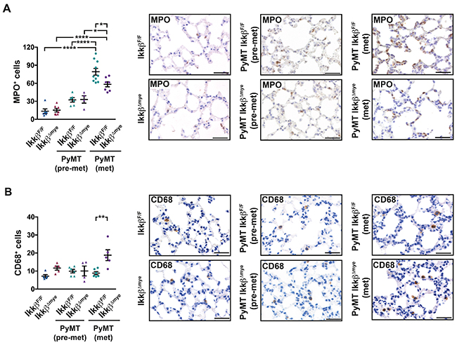 Lungs of PyMT Ikk&#x03B2;&#x0394;mye mice have altered immune cell infiltration.