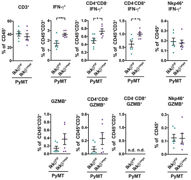 PyMT Ikk&#x03B2;&#x0394;mye mice have increased levels of activated T-cells in their lungs.